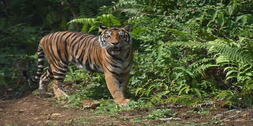 Kisah Mengerikan Gerombolan Harimau Menyerbu Perkampungan di Bengkulu