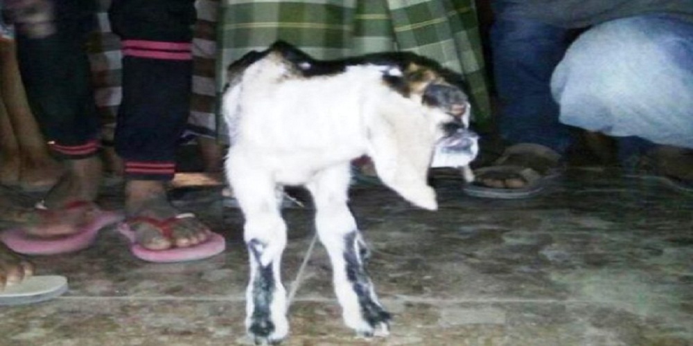 Heboh! Anak Kambing Satu Mata Menyerupai Manusia dan Suara Mirip Tangisan Bayi Pernah Gemparkan NTB