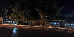 Pohon Beringin di Gorontalo Menyimpan Misteri Dihuni Perempuan Cantik, Sering Menampakkan diri saat Hujan Gerimis, ini Ceritanya