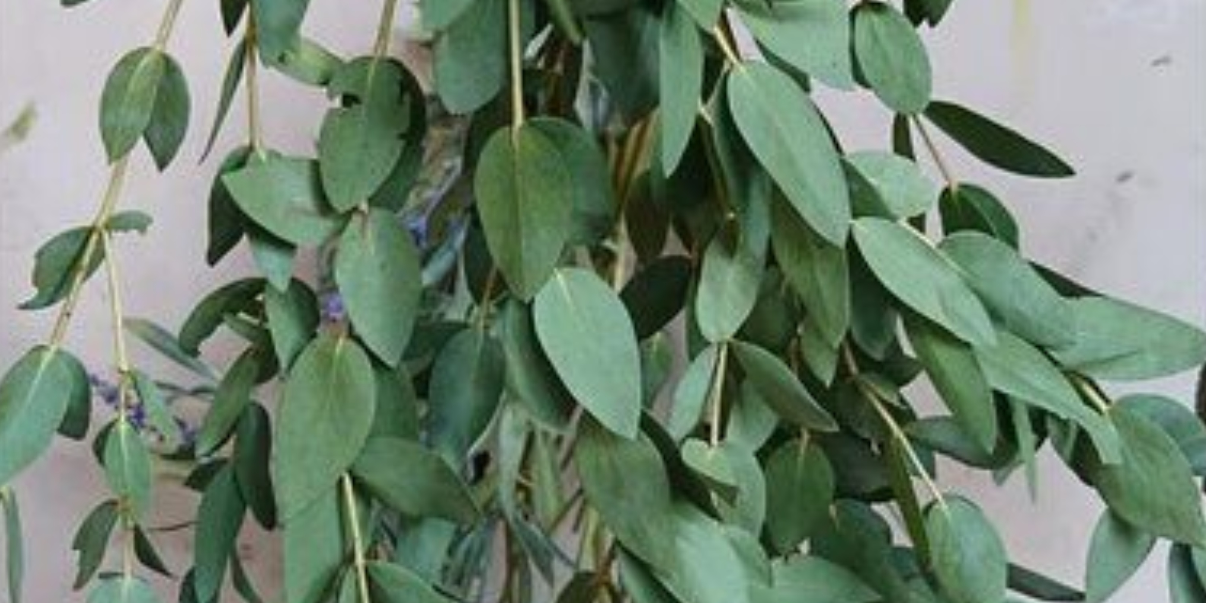 USU Teliti Minyak Atsiri Daun Eucalyptus untuk Anti Corona
