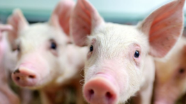 Mengenal Flu Babi G4 yang Disebut Jadi Pandemi Baru