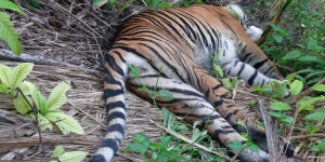 Pecinta Satwa Bersedih, Harimau Sumatera Ditemukan Mati di Perkebunan Masyarakat Aceh