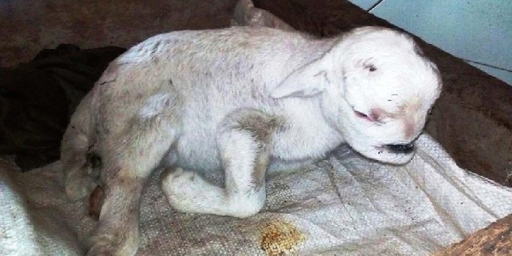 Hoboh! Anak Kambing Mirip Alien Ini Pernah Bikin Heboh Warga Purworejo