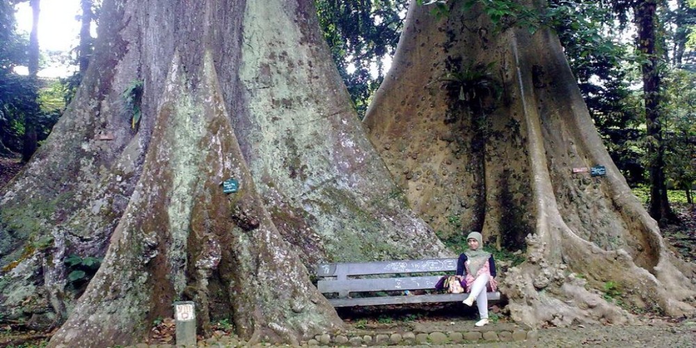 Pohon Jodoh di Kebun Raya Bogor ini Dipercaya Dapat Membantu Menemukan Jodoh dan Hubungannya akan Sampai ke Pelaminan