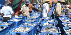 Luhut dan Edhy Janjikan Ekspor Ikan Naik Hingga 100 Persen, Gini Strateginya