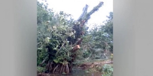 Seram! Begini Kisah Pohon Keramat di Gunung Kidul yang Tegak Kembali Setelah Tumbang