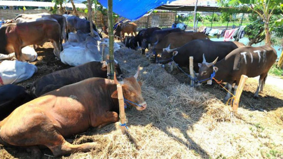 Ini Protokol Kesehatan Bagi Pemotong Hewan Kurban Jelang Idul Adha