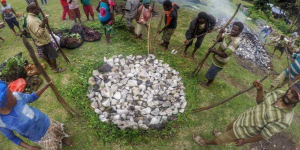 Tradisi Bakar Batu: Cara Masyarakat Papua Bersilaturahmi