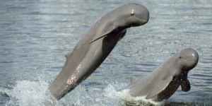 Fakta-fakta Pesut Mahakam: Lumba-lumba Air Tawar yang Hampir Punah