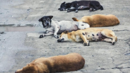 Viral Pria di Sumut Ngaku Setubuhi Anjing, Pecinta Satwa: Pelaku Terobsesi dari Film