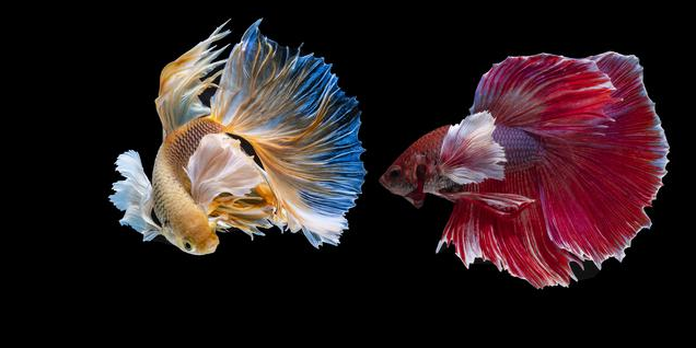 Selain Cantik, Ini 3 Manfaat Memelihara Ikan Cupang
