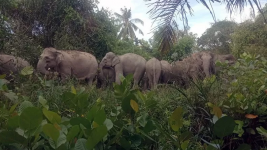 Heboh 14 Gajah Liar Masuk Pemukiman Warga di Bengkalis Riau