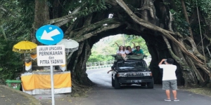 Selain Unik, Pohon Bolong di Bali Ini Menyimpan Cerita Mistis Dilarang Keras Dilintasi Pengantin, Begini Akibat Fatalnya Bila Dilanggar