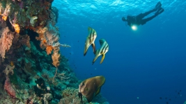 Keren Wakatobi masuk Nominasi Anugerah Pesona Indonesia: Wakatobi World Marine Heritage