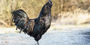 Ini 4 Jenis Ayam Termahal di Dunia: Hingga Rp 1,2 Miliar Loh!