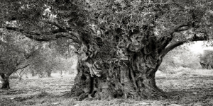 Ini Beberapa Mitos Gaib Seputar Pohon yang Masih Populer di Tengah Masyarakat Indonesia