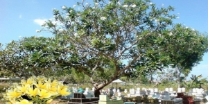 Ternyata Ini yang Membuat Kenapa Pohon Bunga Kamboja Selalu Tumbuh Subur di Kuburan 