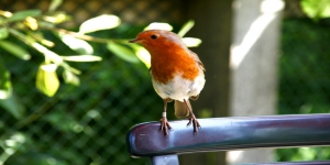 Kisah Misteri Burung Robin, Kehadirannya Pertanda Kematian atau Pembawa Keberuntungan