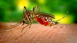 Hati-hati, Selain Virus Corona,  Bahaya Demam Berdarah Dengue Mengintai di Musim Pancaroba