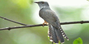 Waspada! Ini 5 Jenis Burung yang Konon Disebut Pembawa Rezeki Sekaligus Kematian