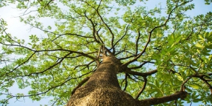Kisah Misteri Pohon Pule Dianggap Pohon Keramat Dihuni Oleh Jin Hingga Pohon Obat yang Tak Boleh Asal Dipegang
