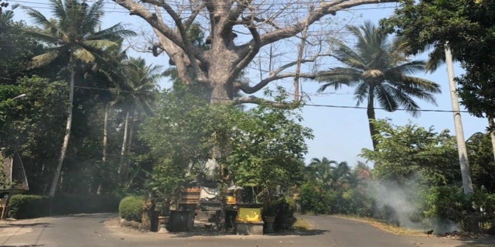 Kisah Misteri Pohon Kepuh di Bali, Dicap Sebagai Pohon Sakti hingga Sosok Naga Emas yang Melingkari Pohon Kepuh
