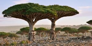 Pulau Socotra yang Penuh dengan Misteri, Benarkah Pulau ini Tempat Bersemayam Dajjal?