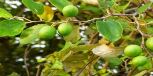 Pohon Bidara Konon Dipercaya Dapat Mengusir Gangguan Sihir