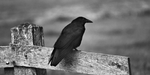 Suara Burung Gagak Konon Dipercaya Sebagai Pertanda Kematian, Mitos atau Fakta?