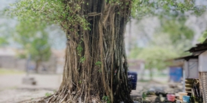 Cerita Mistis Pohon Beringin di Cilacap, Dipercaya Tempat Tinggal Genderuwo dan Membuat Warga Geger
