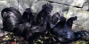 Mengenal Ayam Cemani, Ayam Mistis Dipercaya Dapat Tolak Bala