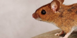 5 Tips Mengusir Tikus di Rumah Paling Ampuh