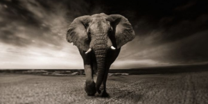 Arti Sebenarnya Mimpi Melihat Gajah yang Perlu Anda Tahu