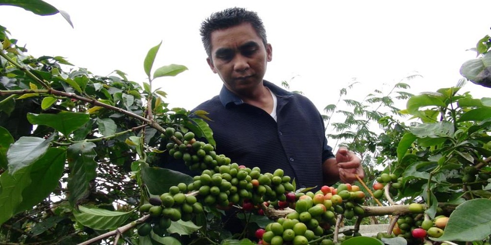 Harga Kopi di Karo Kerap Tak Menentu, Ini Solusi dari Theopilus Ginting