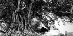 Seram! Inilah Cerita Mistis Dibalik Pohon Kosambi Berusia 300 Tahun di Kuningan