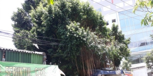 Cerita Misteri Pohon Beringin Tua di Surabaya, Dipercaya Dihuni Hantu Wanita Bernama Ning