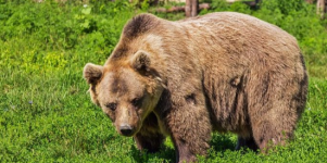 Arti Sebenarnya Mimpi Melihat Beruang Menurut Primbon Jawa