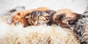 Ini Beberapa Mitos Kucing Melahirkan di Rumah Kita yang Wajib Kamu Ketahui