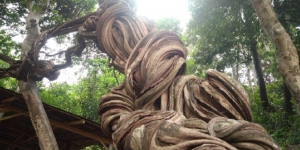 Cerita Mistis Pohon Raga Sakti Penjaga Situs Keramat Cirebon, Dicap Angker dan Ajaib