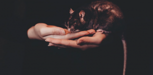 Arti Sebenarnya Mimpi Digigit Tikus yang Perlu Anda Tahu