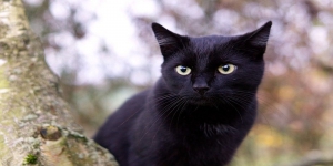 Ini Beberapa Mitos Seputar Kucing Hitam yang Dipercayai dari Berbagai Negara