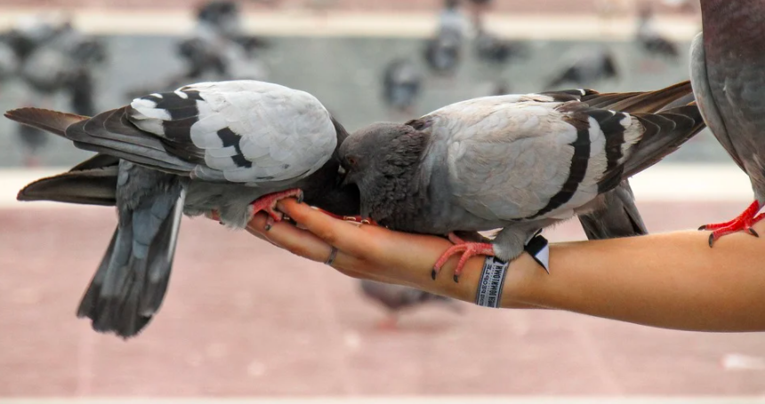 Arti Sebenarnya Mimpi Memberi Makan Burung Menurut Primbon Jawa