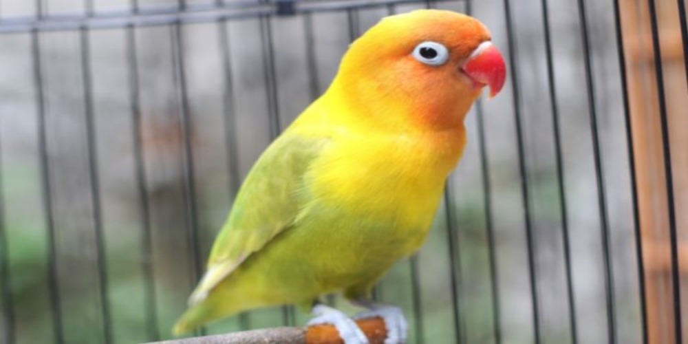 5 Burung Sangat Dicari di Indonesia, Salah Satunya Burung Lovebird