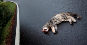 Arti Sebenarnya Mimpi Melihat Kucing Tertabrak Hingga Mati Menurut Primbon Jawa