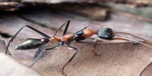 7 Semut Paling Berbahaya di Dunia, Salah Satunya Semut Bulldog