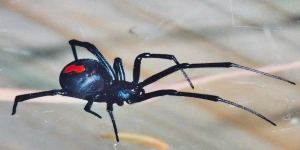 Ketahui! Ini 5 Laba-laba di Dunia Punya Bisa Dapat Membuat Nyawa Melayang