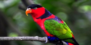 5 Burung di Dunia Dapat Meniru Suara di Sekitarnya, Salah Satunya Kesturi Kepala Hitam