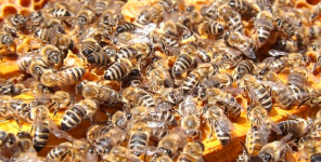 Arti Sebenarnya Mimpi Disengat lebah yang Jarang Orang Tahu