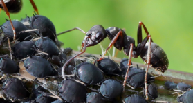 Arti Sebenarnya Mimpi Dikerumuni Semut Hitam, Benarkah Sebuah Pertanda Buruk?