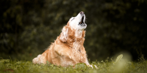 Arti Sebenarnya Mimpi Mendengar Lolongan Anjing Menurut Primbon Jawa